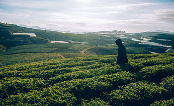 A serene tea plantation landscape with a lone traveler gazing over lush green fields under a bright sky. HD wallpaper