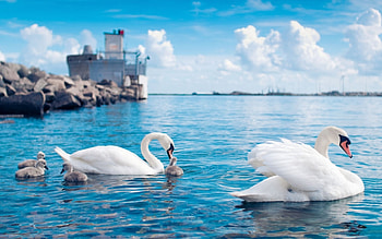Animals, Birds, Swans HD wallpaper