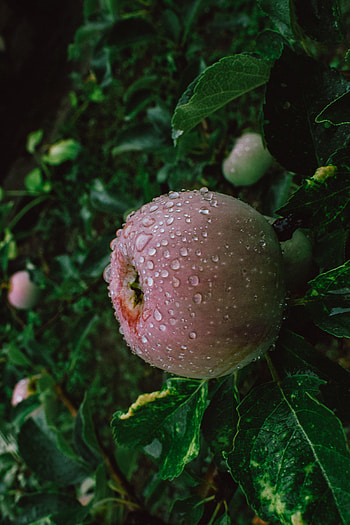 Food, Apple, Drops, Wet, Branches, Fruit HD phone wallpaper