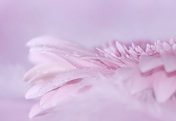 Drops, drop, flowers, flower HD wallpaper