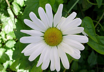 one simple daisy, single, white, simple, daisy HD wallpaper