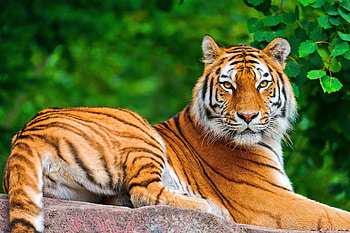 Animals, Rock, To Lie Down, Lie, Predator, Big Cat, Stone, Tiger HD wallpaper
