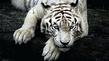 White tiger, Tigers HD wallpaper