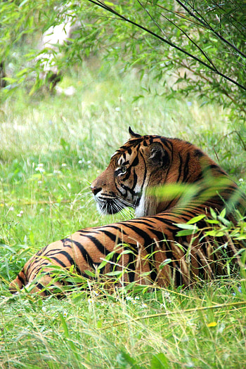 graphy, tiger, predator HD phone wallpaper