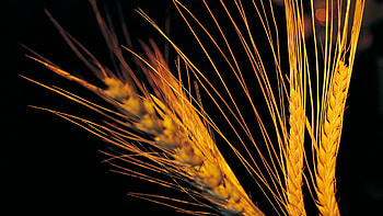 Plants, Wheat HD wallpaper