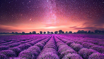 Lavender field, Purple blossoms, Natural landscape, Scenic countryside HD wallpaper