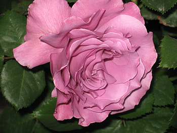 Standing for Peace, magnificent, beautiful, wonderful, rose, pink, flower, love, nature, peace, forever HD wallpaper