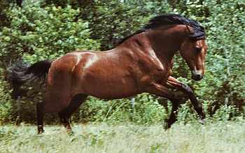 Working It Off - Horse 2, animal, horse, wide screen, graphy, equine, bay, , energy HD wallpaper