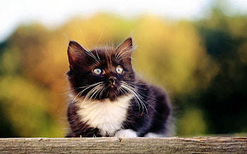 Animals, Kitty, Kitten, Lie, To Lie Down, Muzzle, Spotted, Spotty, Nice, Sweetheart HD wallpaper