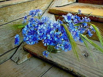 Singing The Blues, blue, weeds, nature, flowers HD wallpaper