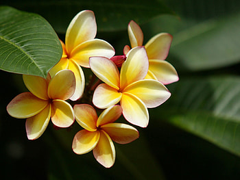Flowers, Leaves, Bush, Blur, Smooth, Plumeria HD wallpaper