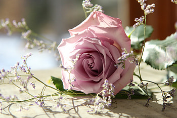 rose, pink, georgeous, flowers HD wallpaper