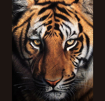 Tiger eyes, stripes, yellow eyes, white, black, tiger, hunter, gold HD wallpaper