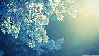 Fir foliage, winter, graphy, , cold, tree, leaves, pine, abstract, snowfall, snow, nature, leaf, , ice HD wallpaper