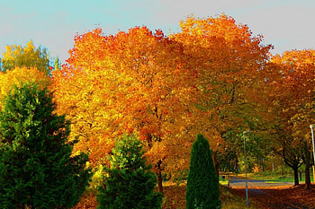 Autumn colors, Green, Yellow, Orange, Sky HD wallpaper