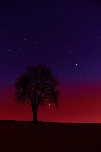 Sunset, Stars, Dark, Silhouette, Wood, Tree HD phone wallpaper