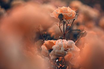 Roses, Flowers, Nature, Macro HD wallpaper