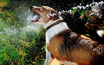 Animals, Water, Dog, Muzzle, Spray, Jet HD wallpaper