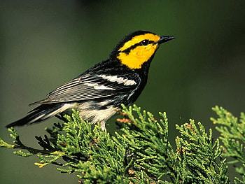 Beautiful Bird, cool, beautiful, bird HD wallpaper