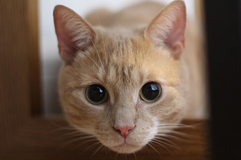 Animals, Cat, Muzzle, Eyes, Sight, Opinion HD wallpaper