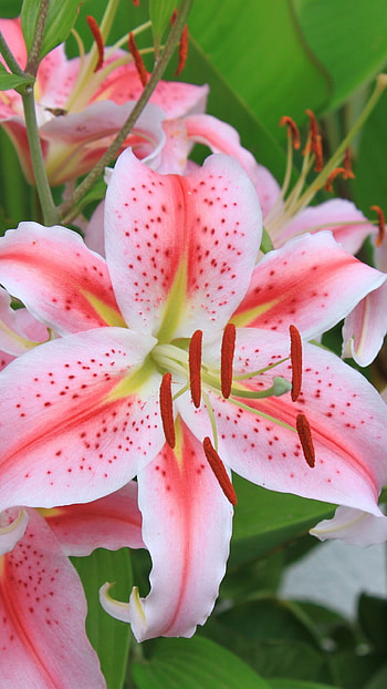 Earth lily, Natural beauty, Earthy tones, Nature HD phone wallpaper