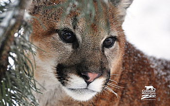 The Cougar, animal, wild, unique HD wallpaper