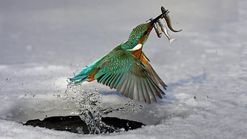 High-definition , Birds, Space HD wallpaper