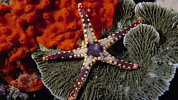 Starfish KDE Store, Sea Star, Animal HD wallpaper