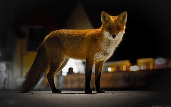 Fox in Town , fur, animal, Latvia, fox HD wallpaper