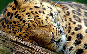 Animals, Leopard, Muzzle, Close-Up, Sleep, Dream HD wallpaper