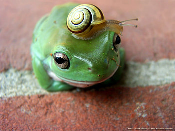 Do you like my hat ?, animal, funny, nature, frog, snail, hat HD wallpaper