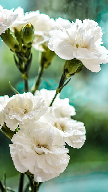 White Flowers, Flowers Background HD phone wallpaper