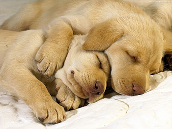 Animals, Dogs HD wallpaper