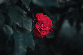 Flowers, Leaves, Bush, Rose Flower, Rose, Bud, Blur, Smooth, Garden HD wallpaper