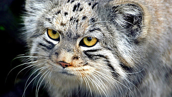 Animals, Muzzle, Eyes, Mustache, Moustache, Pallas' Cat, Manul, Wool HD wallpaper