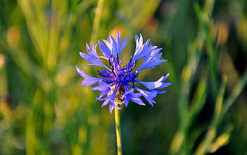 Plants, Flowers HD wallpaper