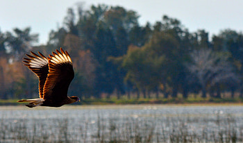 Animals, Bird, Predator, Flight, Karakara HD wallpaper