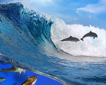 Animals, Dolfins, Ocean, Wave, dom HD wallpaper