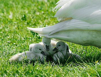 Under Mothers wing, under wing, love, young, swan, protect HD wallpaper
