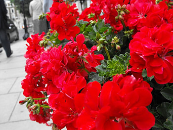 red flowers, nature, flowers, blooms, red HD wallpaper