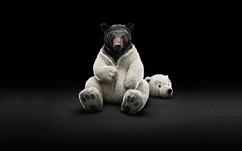 Animals, Bears HD wallpaper