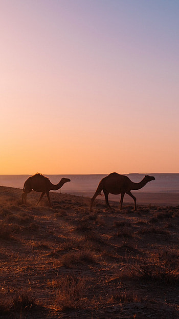 Walking journey, Xperia x , , Desert exploration HD phone wallpaper
