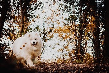 Animals, Fluffy, Dog, Nice, Sweetheart, Protruding Tongue, Tongue Stuck Out, Japanese Spitz HD wallpaper