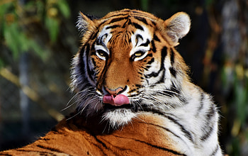Tiger, predator, muzzle, licking HD wallpaper