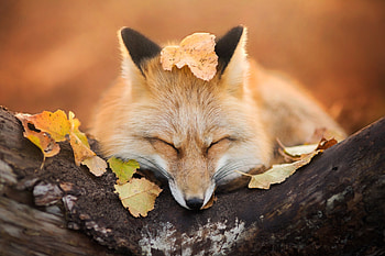 Fox Close Eyes, fox, animals HD wallpaper