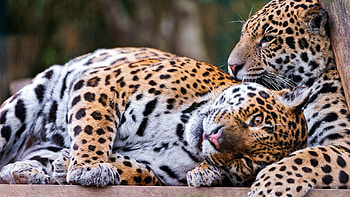 Animals, Leopards, Couple, Pair, To Lie Down, Lie, Relaxation, Rest HD wallpaper
