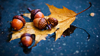 Leaves food rain, Branch nuts acorns, Autumn leaf flower, Macro graphy HD wallpaper