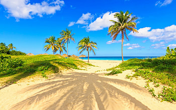 ultra , Nature's canvas, Lush palm trees, Crystal clear HD wallpaper
