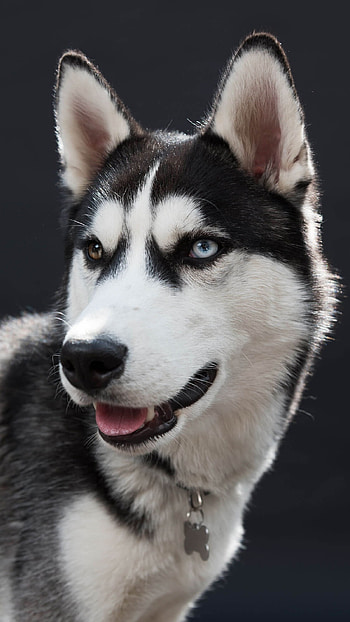 Husky, Dog, husky dog HD phone wallpaper