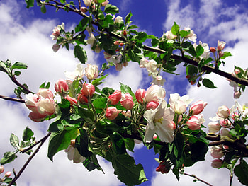 Spring, graphy, flower, clouds, sky, nature, flowers, tree HD wallpaper